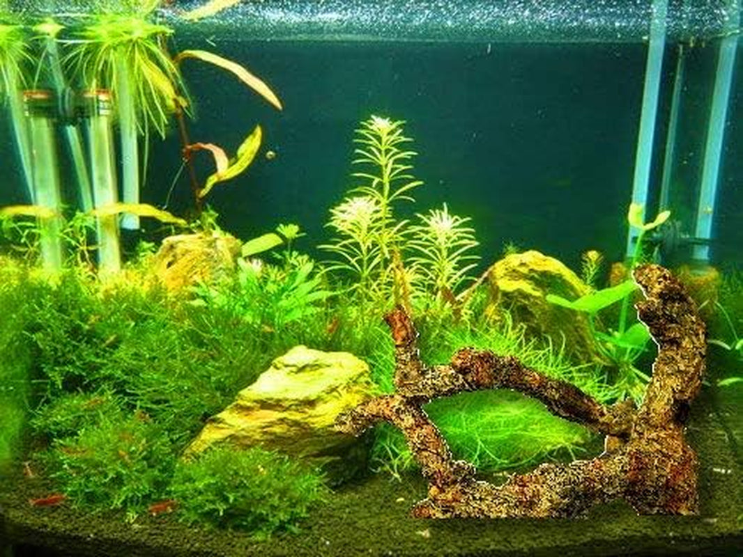 Driftwood for Aquarium Decoration Freshwater Fish Tank Plant Shrimp Decor (CO-058)
