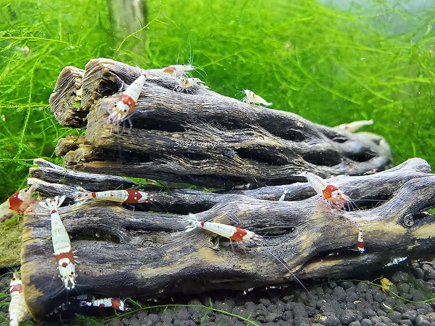 Natural Cholla Wood for Aquarium Decoration Shrimp and Fish Tank (6 Inch (3 Pack))