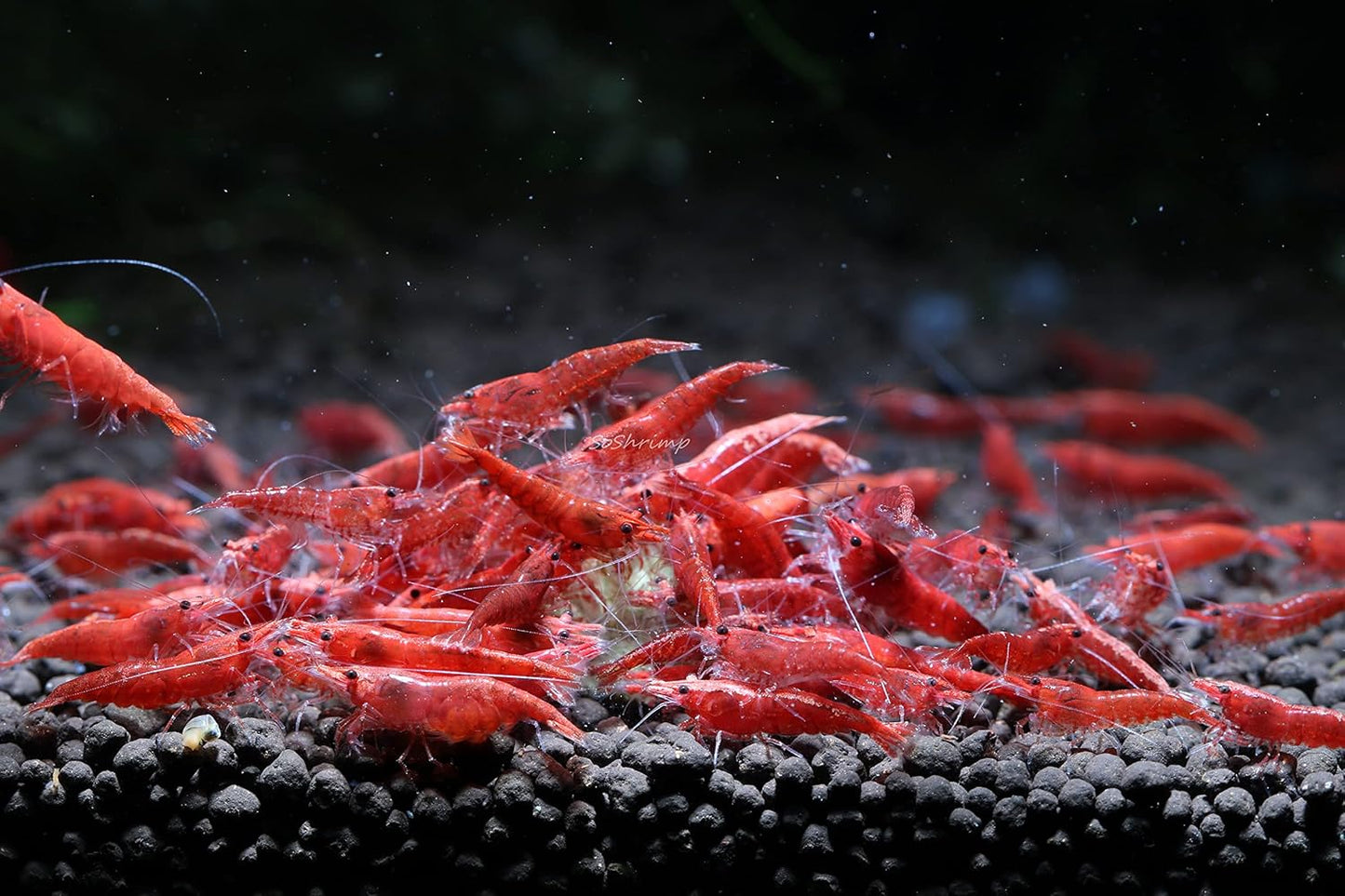 Live Freshwater Aquarium Shrimp Neocaridina (Red Cherry (10 Pack))