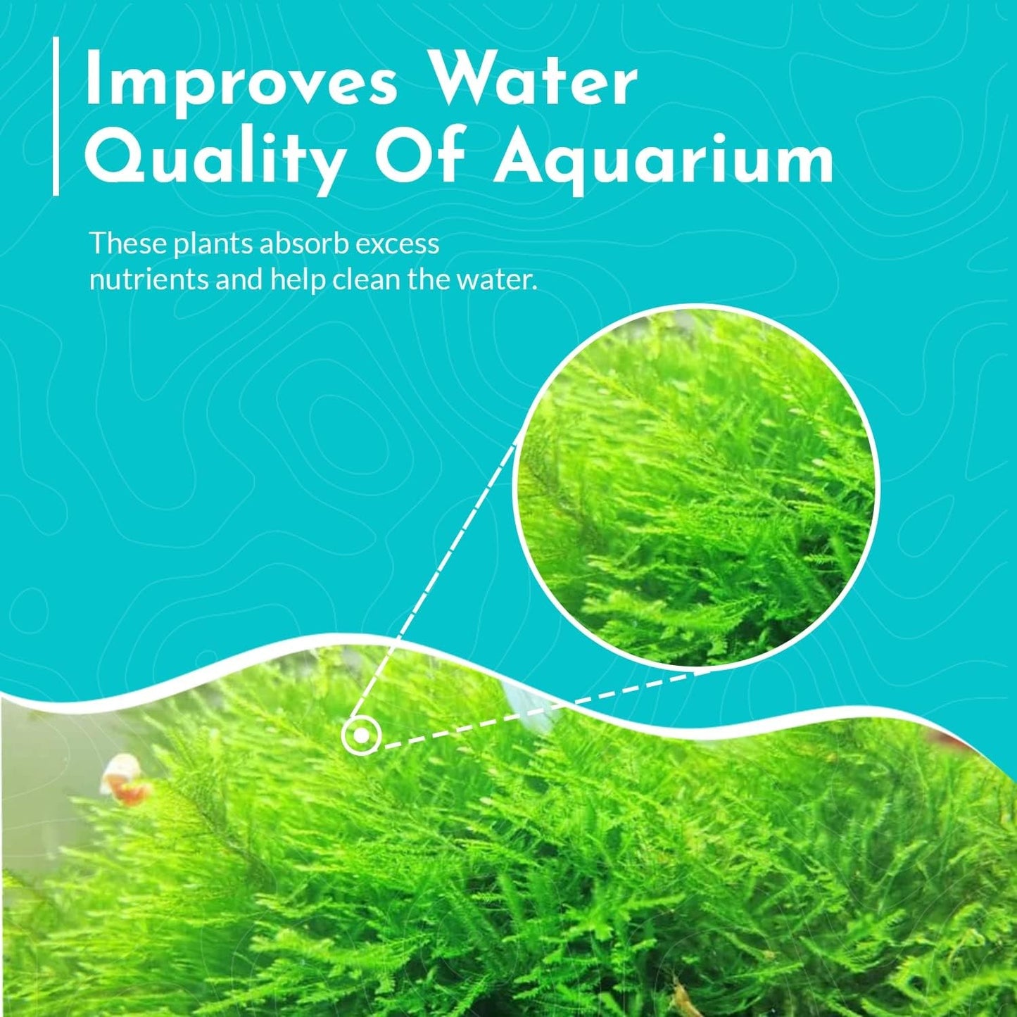 BUY 2 GET 1 FREE Christmas Moss "Vesicularia Montagnei" Live Aquarium Plants