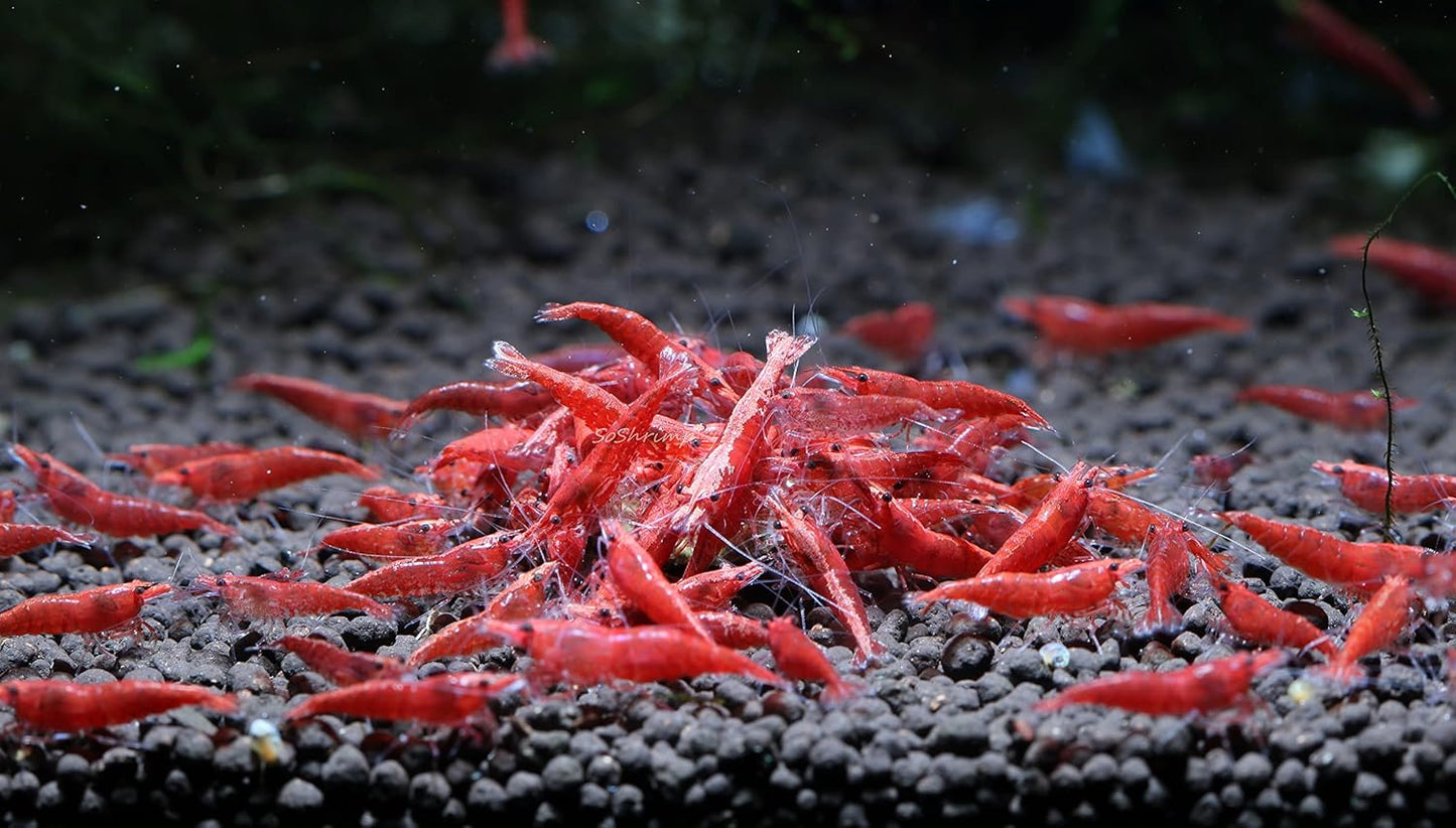 Live Freshwater Aquarium Shrimp Neocaridina (Red Cherry (10 Pack))