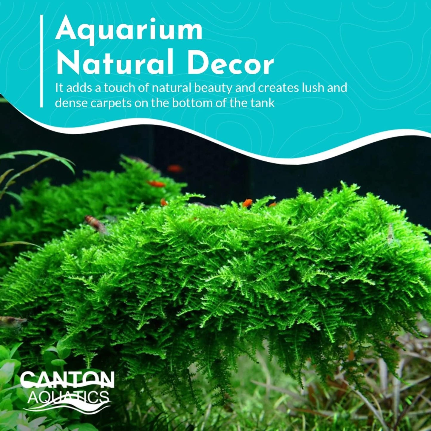 BUY 2 GET 1 FREE Christmas Moss "Vesicularia Montagnei" Live Aquarium Plants