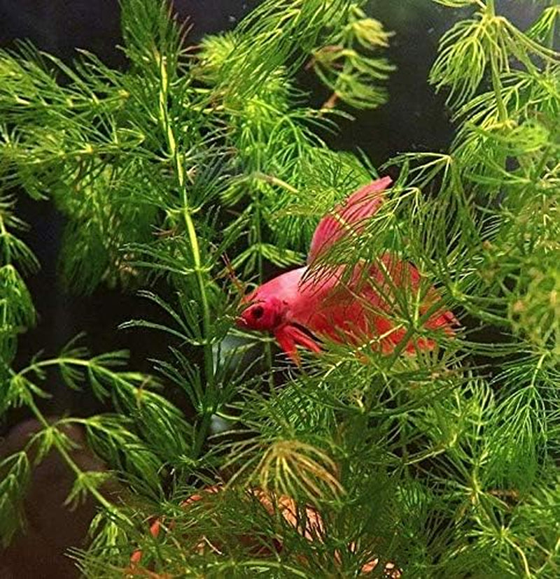 | Hornwort Ceratophyllum Demersum Pond Oxygenating Live Aquarium Plants Package Freshwater Fish Tank (3 Bunch)