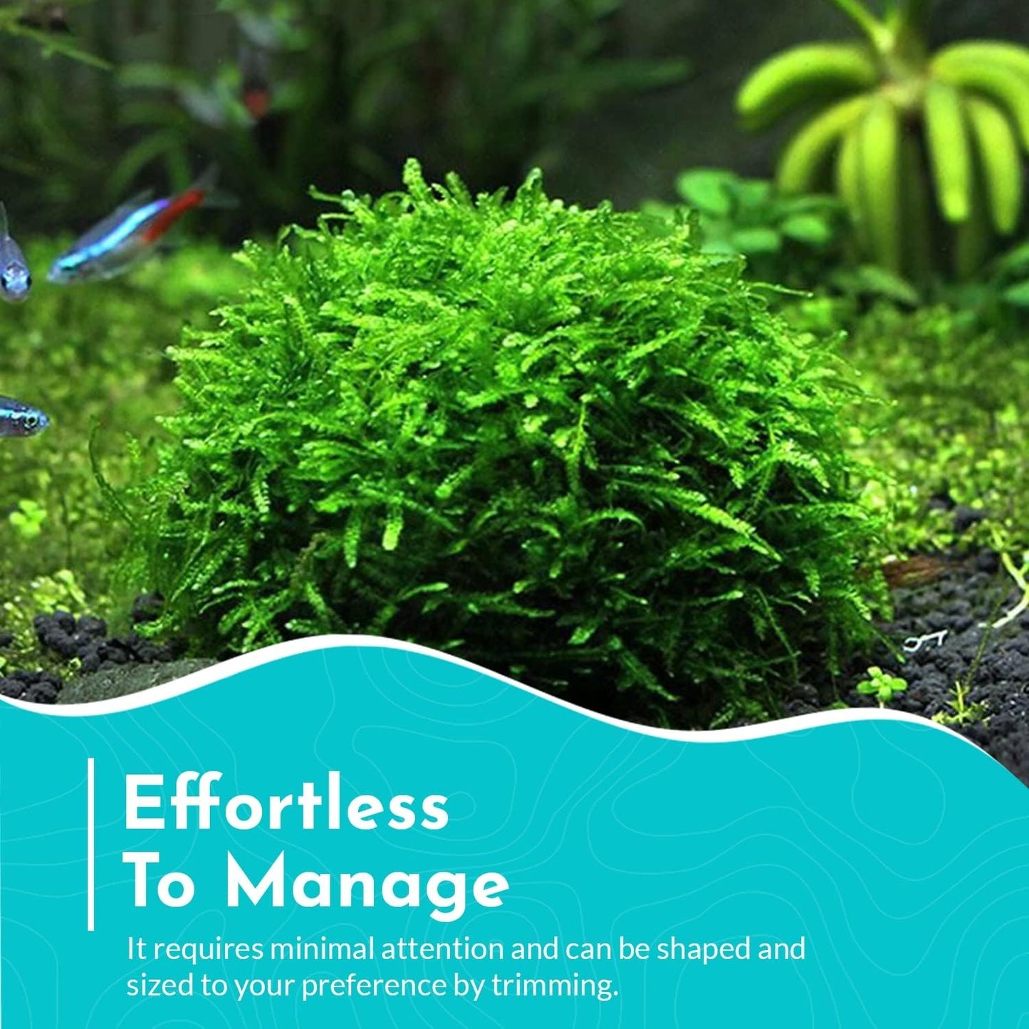 BUY 2 GET 1 FREE Christmas Moss "Vesicularia Montagnei" Live Aquarium Plants