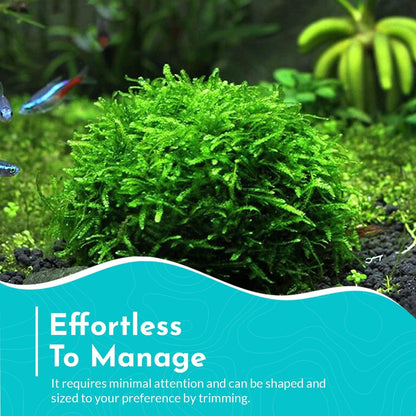 BUY 2 GET 1 FREE Christmas Moss "Vesicularia Montagnei" Live Aquarium Plants