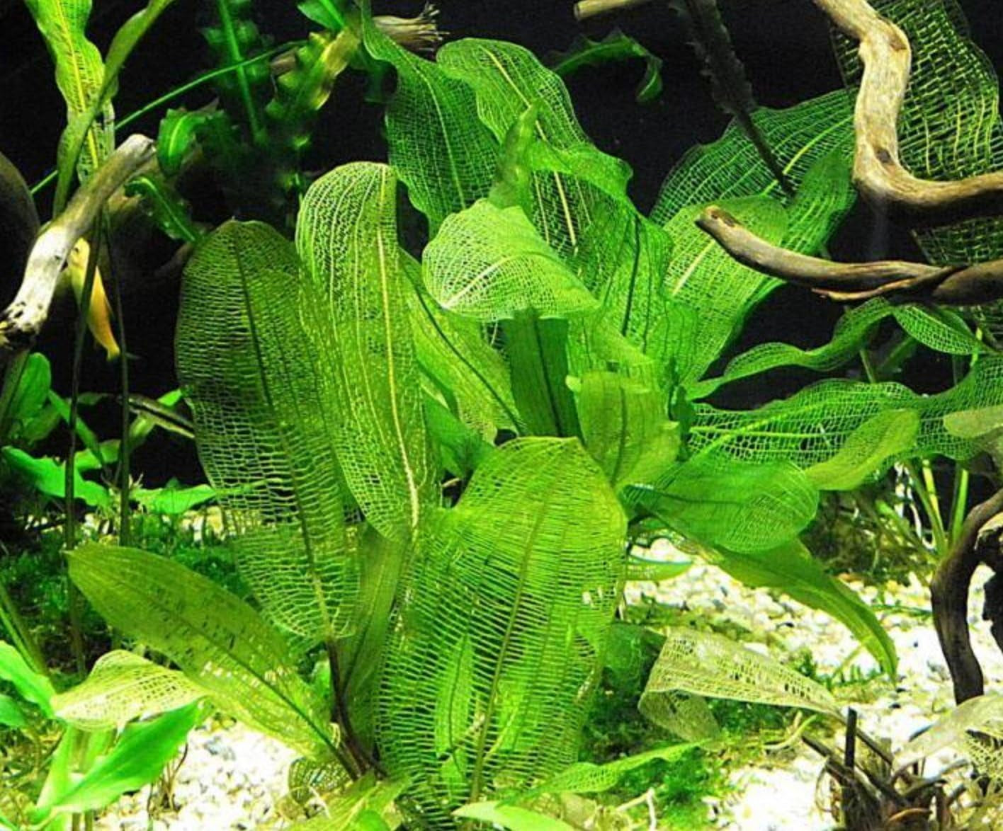 (Aponogeton Madagascar Lace) Live Aquarium Plant Bulb Aponogeton Boivinianus | Capuronii | Madagascar Lace | Ulvaceus and More!