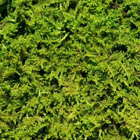 Living Moss - Sheet Moss Perfect for Terrariums and Bonsai by  | Live Arrival Is Guaranteed