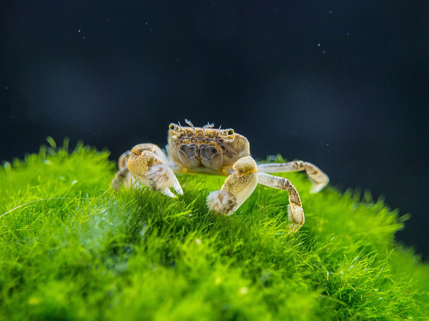 2 Live Freshwater Pom Pom Crabs | Real Living Nano Aquarium Fish Tank Pet | Betta/Danio/Rasbora/Guppy Compatible