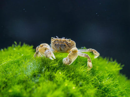 2 Live Freshwater Pom Pom Crabs | Real Living Nano Aquarium Fish Tank Pet | Betta/Danio/Rasbora/Guppy Compatible