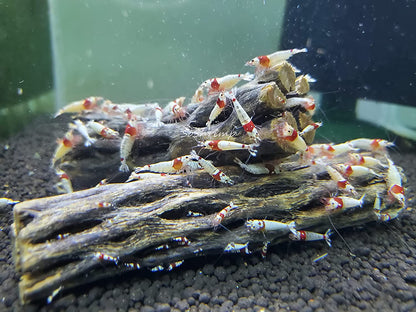 Natural Cholla Wood for Aquarium Decoration Shrimp and Fish Tank (6 Inch (3 Pack))