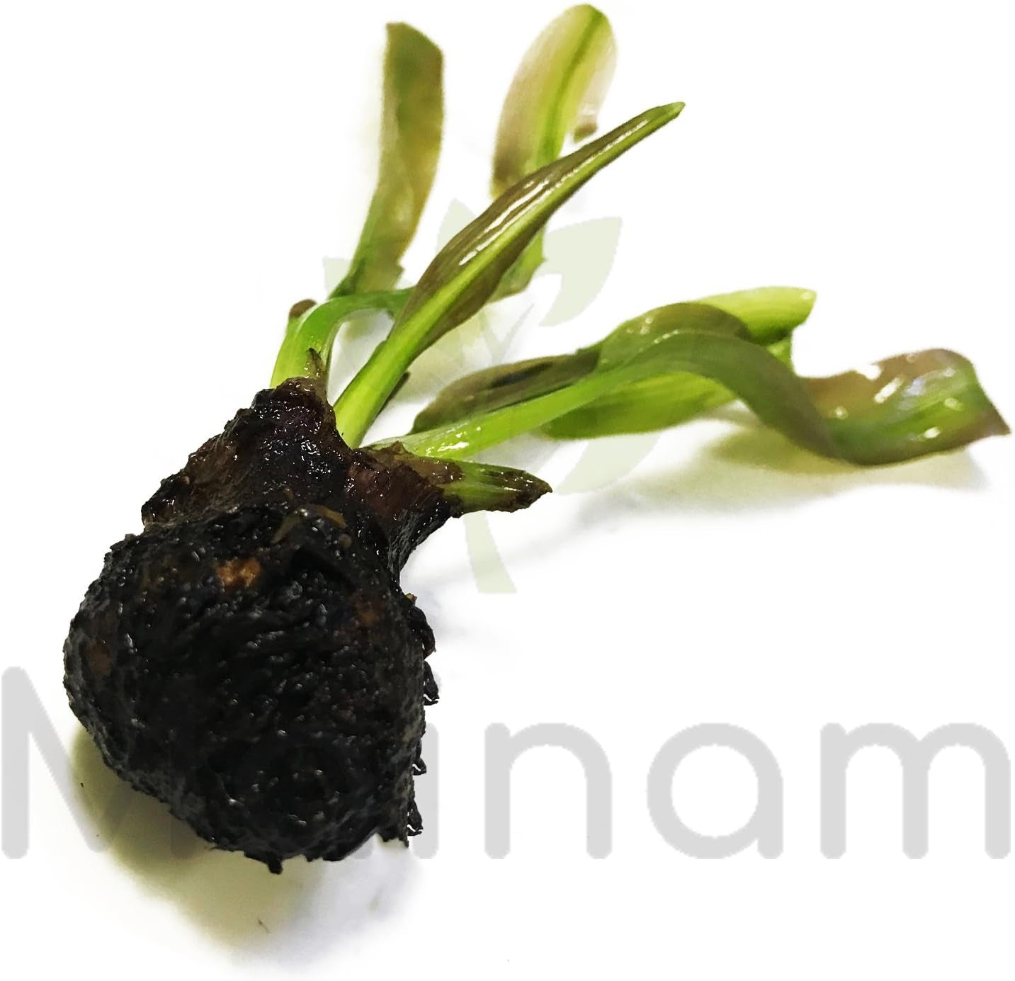 (Aponogeton Madagascar Lace) Live Aquarium Plant Bulb Aponogeton Boivinianus | Capuronii | Madagascar Lace | Ulvaceus and More!