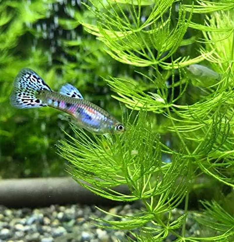 | Hornwort Ceratophyllum Demersum Pond Oxygenating Live Aquarium Plants Package Freshwater Fish Tank (3 Bunch)