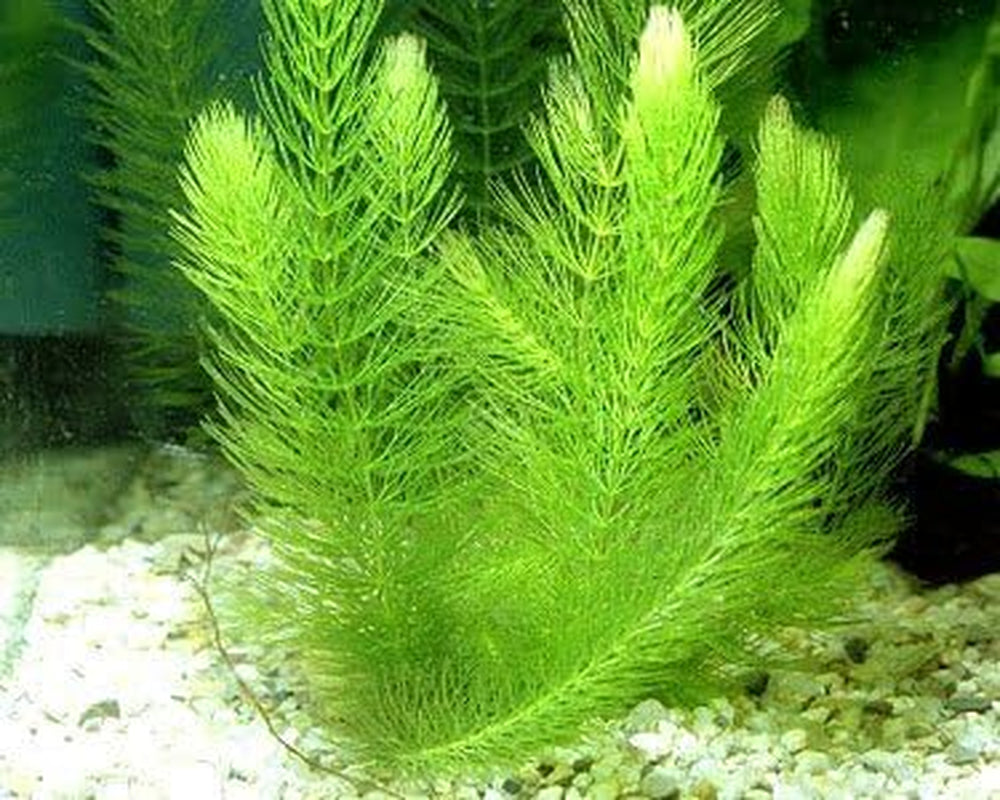 4 Species Aquarium Plants Package - Java Fern (Microsorum), Hornwort (Ceratophyllum Demersum), Amazon Sword (Echinodorus), and Moneywort (Bacopa Monniery)