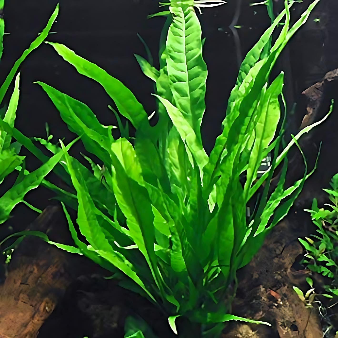 4 Species Aquarium Plants Package - Java Fern (Microsorum), Hornwort (Ceratophyllum Demersum), Amazon Sword (Echinodorus), and Moneywort (Bacopa Monniery)