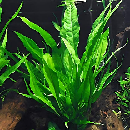 4 Species Aquarium Plants Package - Java Fern (Microsorum), Hornwort (Ceratophyllum Demersum), Amazon Sword (Echinodorus), and Moneywort (Bacopa Monniery)