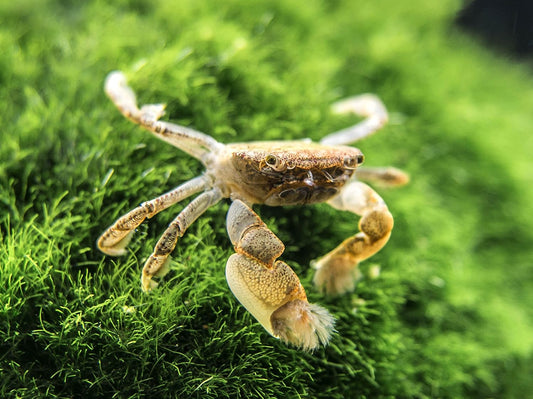 2 Live Freshwater Pom Pom Crabs | Real Living Nano Aquarium Fish Tank Pet | Betta/Danio/Rasbora/Guppy Compatible
