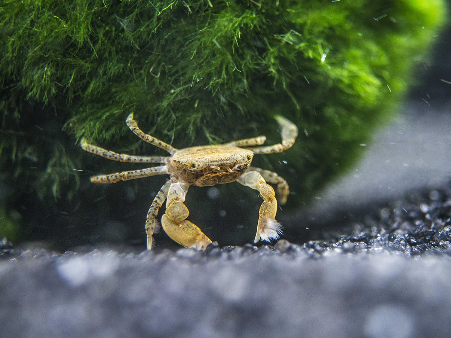 2 Live Freshwater Pom Pom Crabs | Real Living Nano Aquarium Fish Tank Pet | Betta/Danio/Rasbora/Guppy Compatible