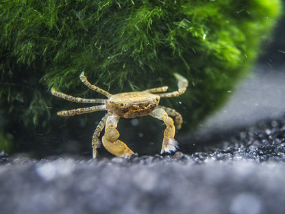 2 Live Freshwater Pom Pom Crabs | Real Living Nano Aquarium Fish Tank Pet | Betta/Danio/Rasbora/Guppy Compatible