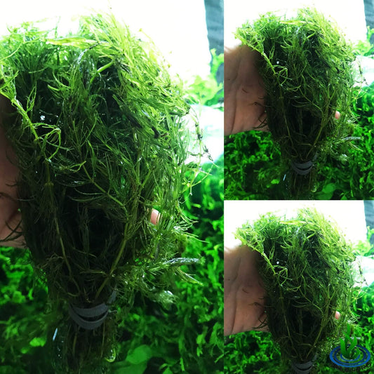 | Hornwort Ceratophyllum Demersum Pond Oxygenating Live Aquarium Plants Package Freshwater Fish Tank (3 Bunch)