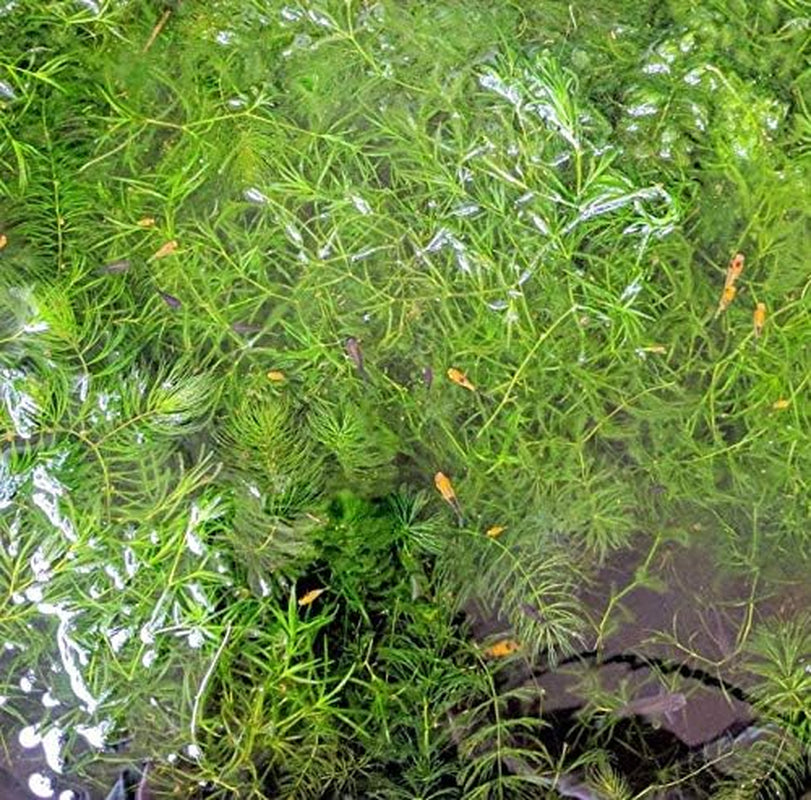 | Hornwort Ceratophyllum Demersum Pond Oxygenating Live Aquarium Plants Package Freshwater Fish Tank (3 Bunch)
