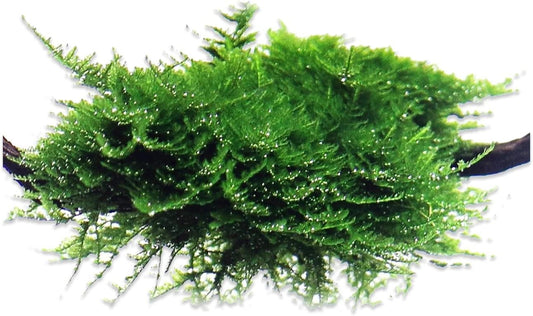 BUY 2 GET 1 FREE Christmas Moss "Vesicularia Montagnei" Live Aquarium Plants