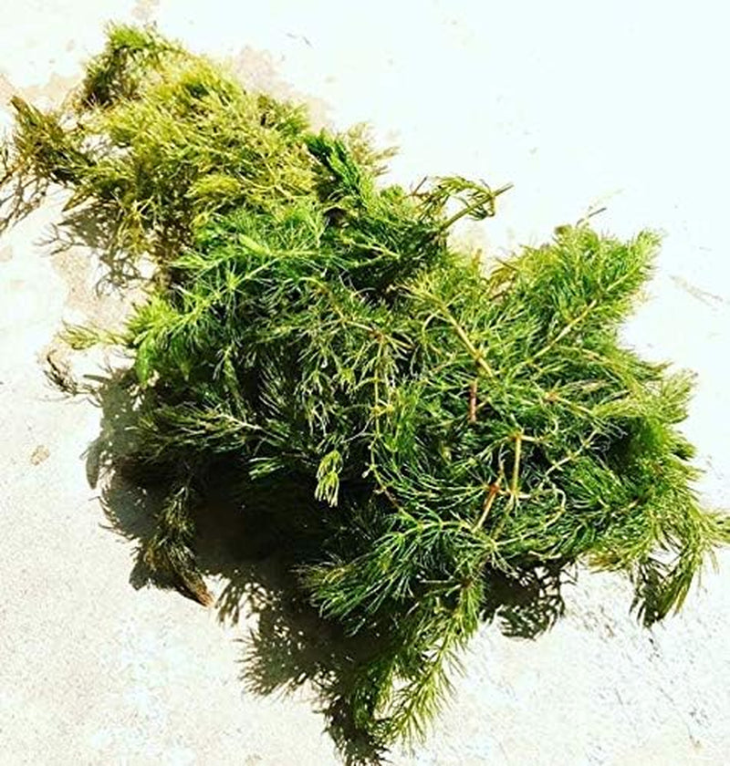 | Hornwort Ceratophyllum Demersum Pond Oxygenating Live Aquarium Plants Package Freshwater Fish Tank (3 Bunch)