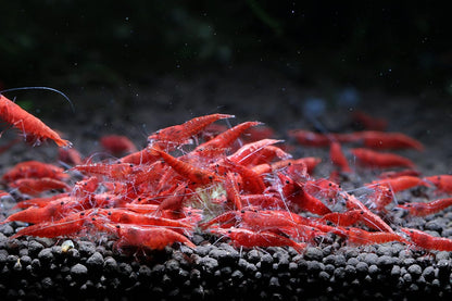 Live Freshwater Aquarium Shrimp Neocaridina (Red Cherry (10 Pack))