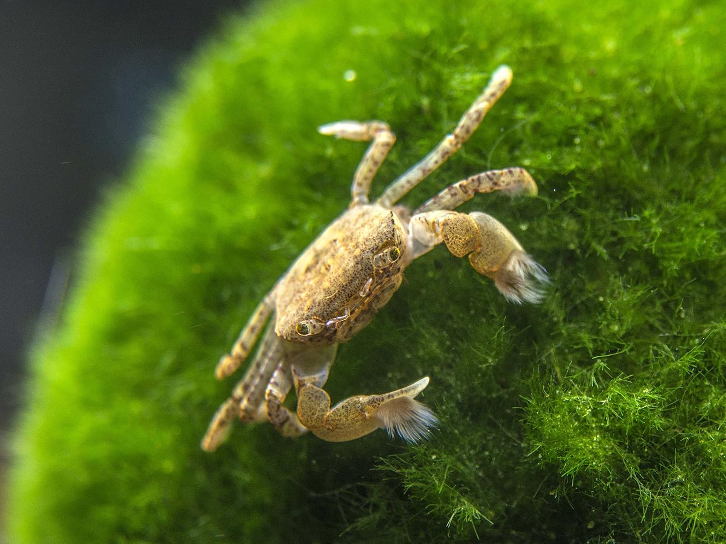 2 Live Freshwater Pom Pom Crabs | Real Living Nano Aquarium Fish Tank Pet | Betta/Danio/Rasbora/Guppy Compatible