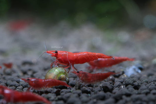 Live Freshwater Aquarium Shrimp Neocaridina (Red Cherry (10 Pack))