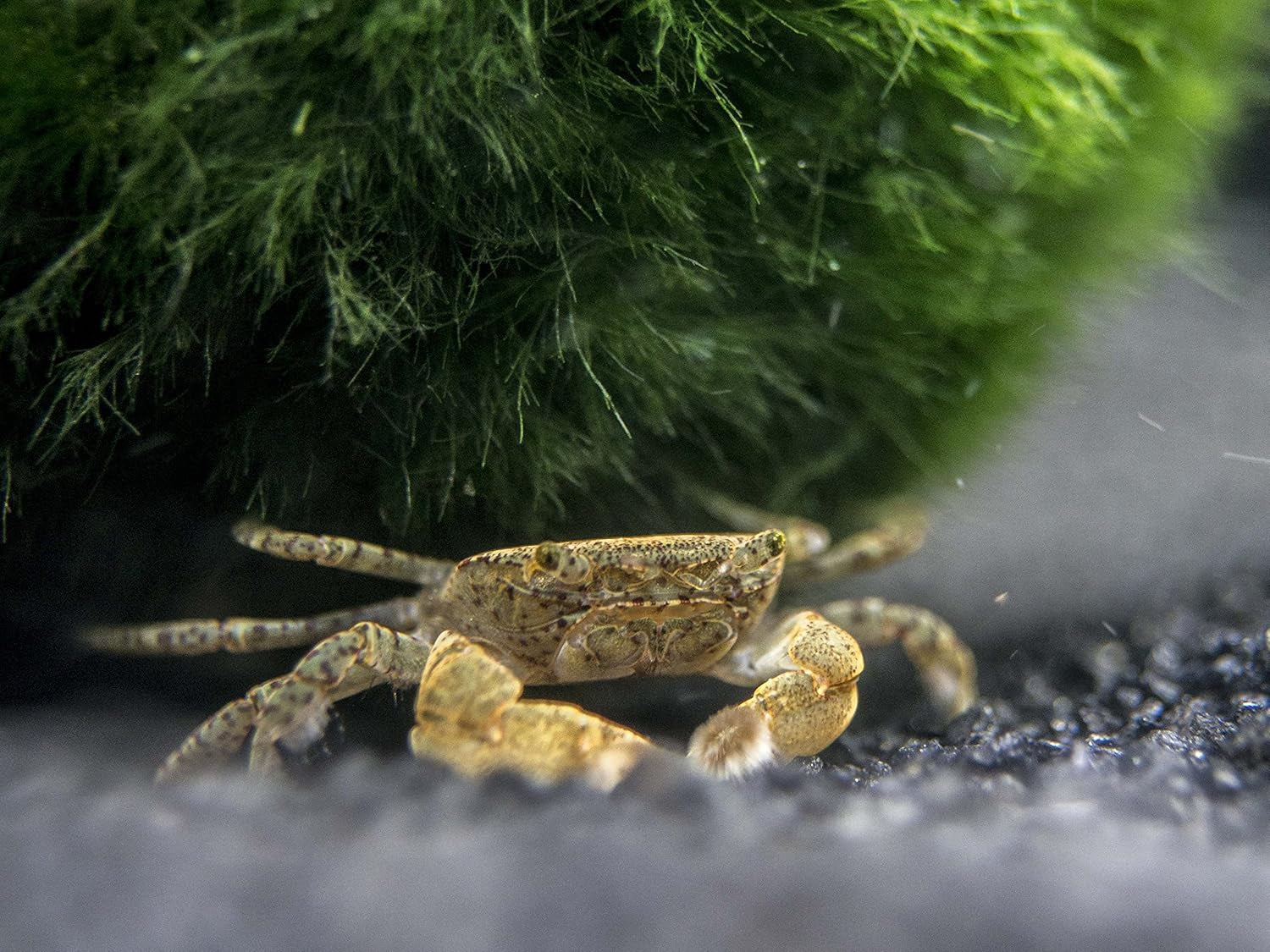 2 Live Freshwater Pom Pom Crabs | Real Living Nano Aquarium Fish Tank Pet | Betta/Danio/Rasbora/Guppy Compatible