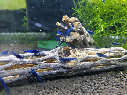 Natural Cholla Wood for Aquarium Decoration Shrimp and Fish Tank (6 Inch (3 Pack))