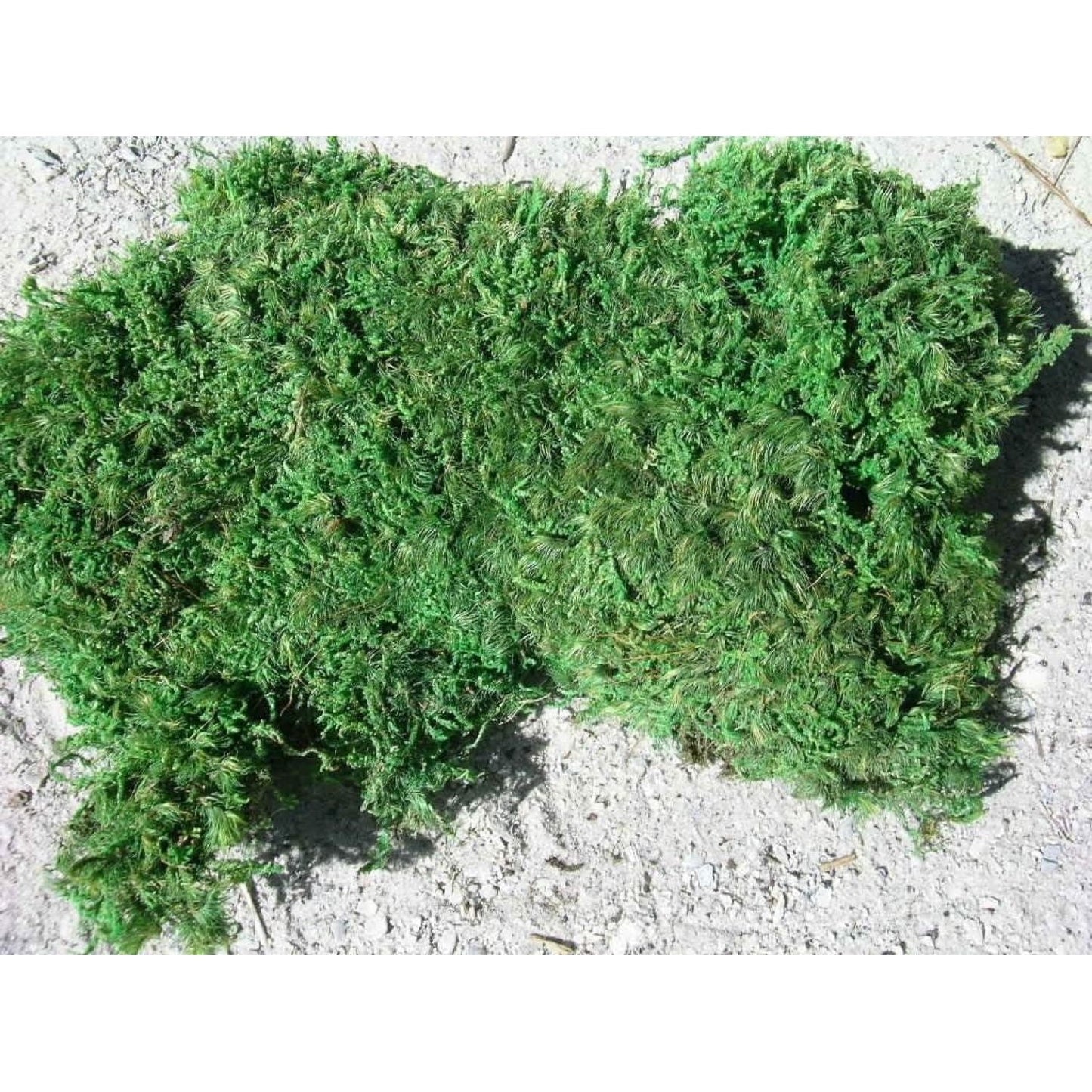 Living Moss - Sheet Moss Perfect for Terrariums and Bonsai by  | Live Arrival Is Guaranteed