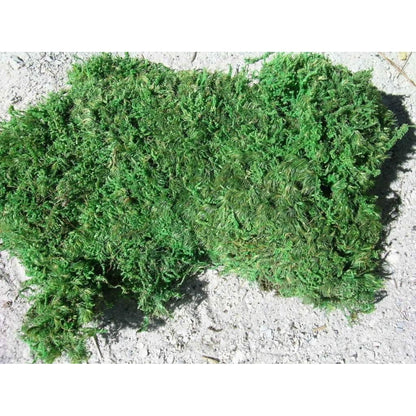 Living Moss - Sheet Moss Perfect for Terrariums and Bonsai by  | Live Arrival Is Guaranteed