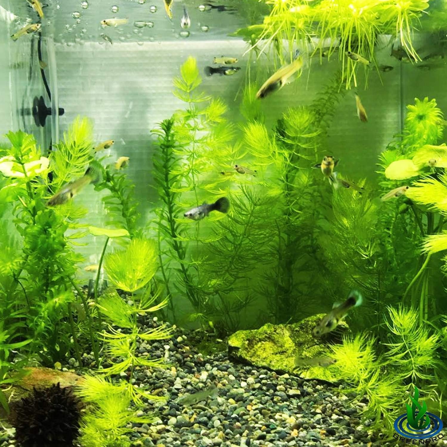 | Hornwort Ceratophyllum Demersum Pond Oxygenating Live Aquarium Plants Package Freshwater Fish Tank (3 Bunch)