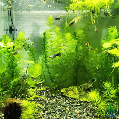| Hornwort Ceratophyllum Demersum Pond Oxygenating Live Aquarium Plants Package Freshwater Fish Tank (3 Bunch)