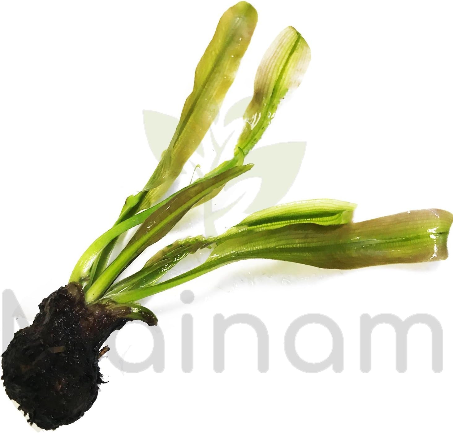 (Aponogeton Madagascar Lace) Live Aquarium Plant Bulb Aponogeton Boivinianus | Capuronii | Madagascar Lace | Ulvaceus and More!