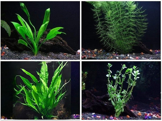 4 Species Aquarium Plants Package - Java Fern (Microsorum), Hornwort (Ceratophyllum Demersum), Amazon Sword (Echinodorus), and Moneywort (Bacopa Monniery)