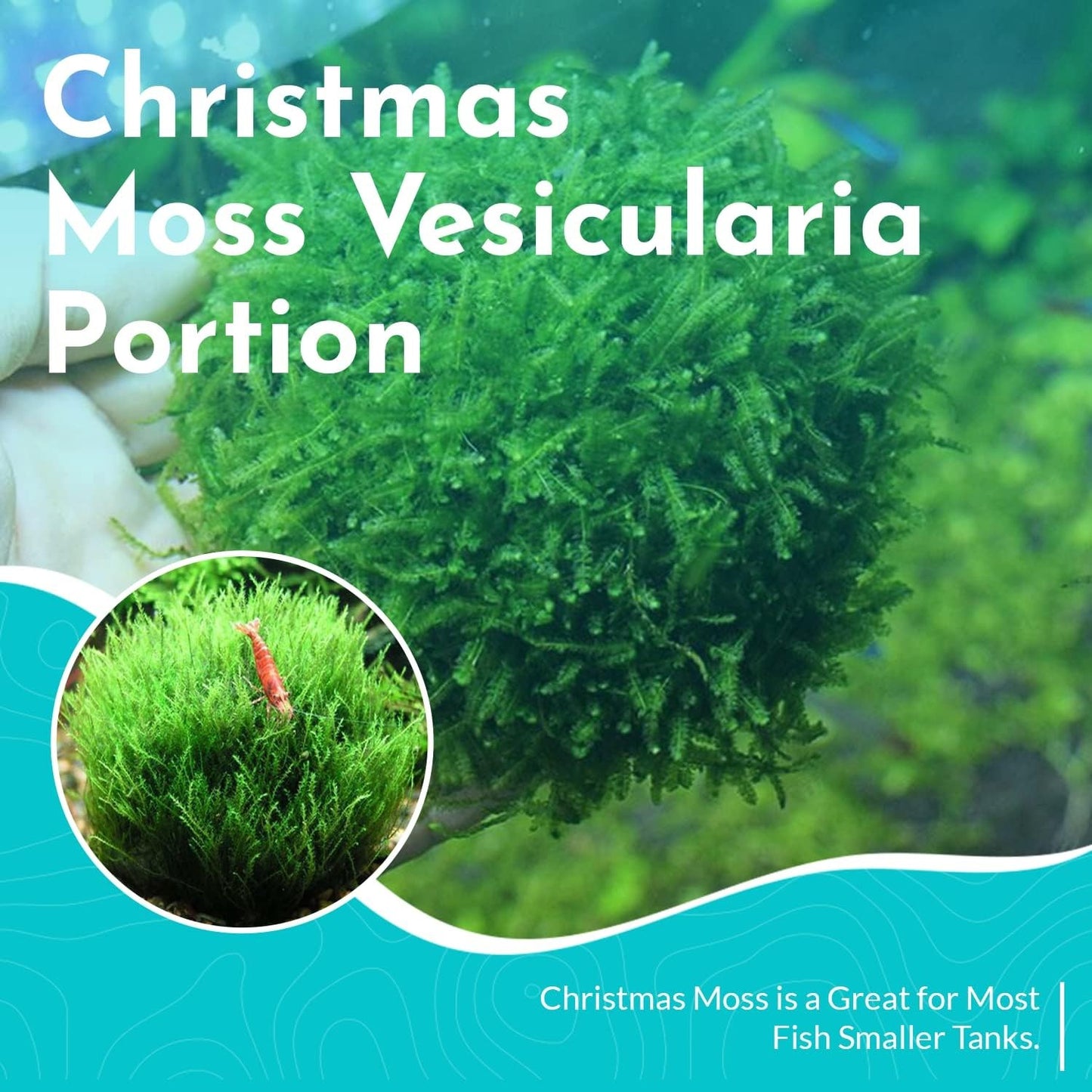 BUY 2 GET 1 FREE Christmas Moss "Vesicularia Montagnei" Live Aquarium Plants