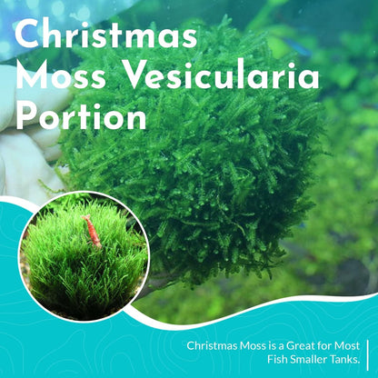 BUY 2 GET 1 FREE Christmas Moss "Vesicularia Montagnei" Live Aquarium Plants