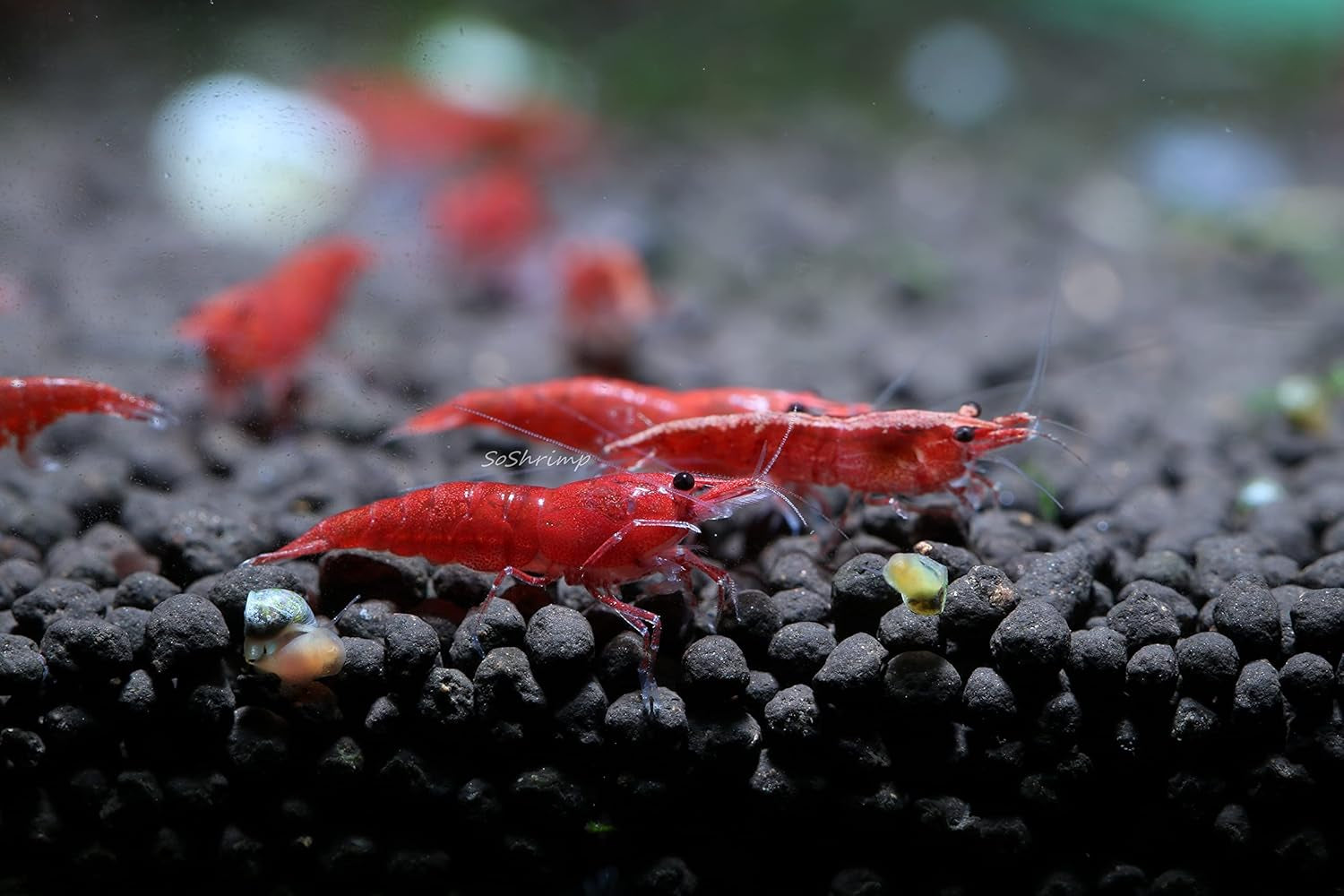 Live Freshwater Aquarium Shrimp Neocaridina (Red Cherry (10 Pack))