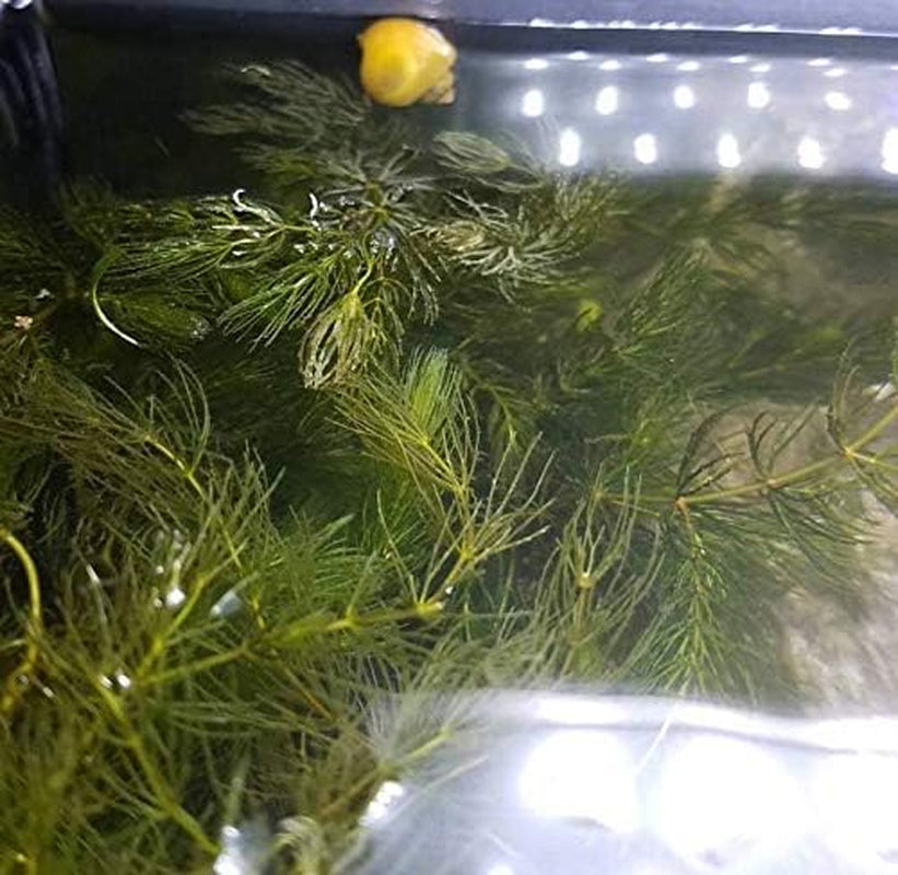 | Hornwort Ceratophyllum Demersum Pond Oxygenating Live Aquarium Plants Package Freshwater Fish Tank (3 Bunch)