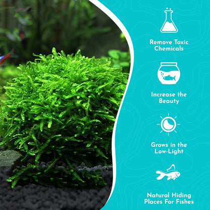 BUY 2 GET 1 FREE Christmas Moss "Vesicularia Montagnei" Live Aquarium Plants